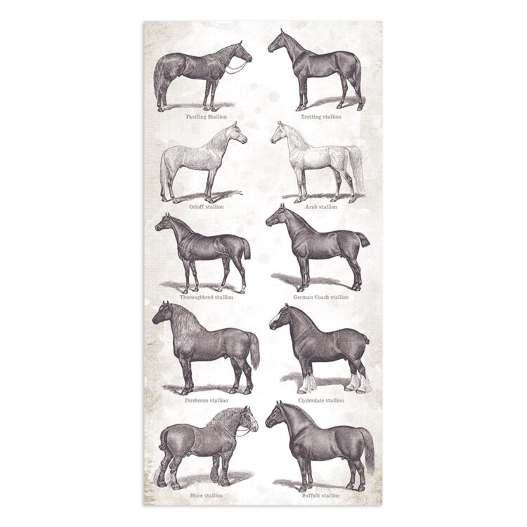 STAMPERIA ROMANTIC HORSES COLLECTABLES SBBV06 - Изображение 7
